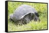 Ecuador, Galapagos Islands, Santa Cruz Highlands. Wild Galapagos Giant Tortoise in the Grass-Ellen Goff-Framed Stretched Canvas