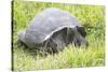 Ecuador, Galapagos Islands, Santa Cruz Highlands. Wild Galapagos Giant Tortoise in the Grass-Ellen Goff-Stretched Canvas