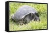 Ecuador, Galapagos Islands, Santa Cruz Highlands. Wild Galapagos Giant Tortoise in the Grass-Ellen Goff-Framed Stretched Canvas