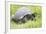 Ecuador, Galapagos Islands, Santa Cruz Highlands. Wild Galapagos Giant Tortoise in the Grass-Ellen Goff-Framed Photographic Print