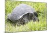 Ecuador, Galapagos Islands, Santa Cruz Highlands. Wild Galapagos Giant Tortoise in the Grass-Ellen Goff-Mounted Photographic Print