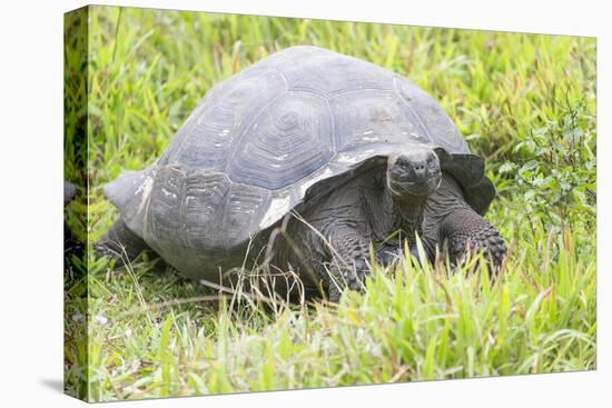 Ecuador, Galapagos Islands, Santa Cruz Highlands. Wild Galapagos Giant Tortoise in the Grass-Ellen Goff-Stretched Canvas