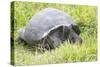 Ecuador, Galapagos Islands, Santa Cruz Highlands. Wild Galapagos Giant Tortoise in the Grass-Ellen Goff-Stretched Canvas
