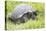 Ecuador, Galapagos Islands, Santa Cruz Highlands. Wild Galapagos Giant Tortoise in the Grass-Ellen Goff-Stretched Canvas