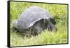 Ecuador, Galapagos Islands, Santa Cruz Highlands. Wild Galapagos Giant Tortoise in the Grass-Ellen Goff-Framed Stretched Canvas