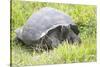 Ecuador, Galapagos Islands, Santa Cruz Highlands. Wild Galapagos Giant Tortoise in the Grass-Ellen Goff-Stretched Canvas