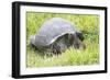 Ecuador, Galapagos Islands, Santa Cruz Highlands. Wild Galapagos Giant Tortoise in the Grass-Ellen Goff-Framed Photographic Print