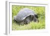 Ecuador, Galapagos Islands, Santa Cruz Highlands. Wild Galapagos Giant Tortoise in the Grass-Ellen Goff-Framed Photographic Print