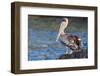 Ecuador, Galapagos Islands, Santa Cruz, Isla Eden, Brown Pelican Portrait-Ellen Goff-Framed Photographic Print