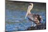 Ecuador, Galapagos Islands, Santa Cruz, Isla Eden, Brown Pelican Portrait-Ellen Goff-Mounted Photographic Print