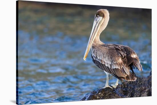 Ecuador, Galapagos Islands, Santa Cruz, Isla Eden, Brown Pelican Portrait-Ellen Goff-Stretched Canvas