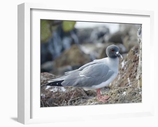 Ecuador, Galapagos Islands, Santa Cruz Island. Brown Pelican Landing-Kevin Oke-Framed Premium Photographic Print