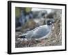 Ecuador, Galapagos Islands, Santa Cruz Island. Brown Pelican Landing-Kevin Oke-Framed Photographic Print