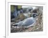 Ecuador, Galapagos Islands, Santa Cruz Island. Brown Pelican Landing-Kevin Oke-Framed Photographic Print