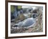 Ecuador, Galapagos Islands, Santa Cruz Island. Brown Pelican Landing-Kevin Oke-Framed Photographic Print