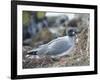 Ecuador, Galapagos Islands, Santa Cruz Island. Brown Pelican Landing-Kevin Oke-Framed Photographic Print