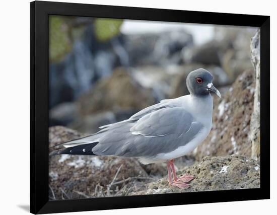 Ecuador, Galapagos Islands, Santa Cruz Island. Brown Pelican Landing-Kevin Oke-Framed Photographic Print