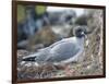 Ecuador, Galapagos Islands, Santa Cruz Island. Brown Pelican Landing-Kevin Oke-Framed Photographic Print