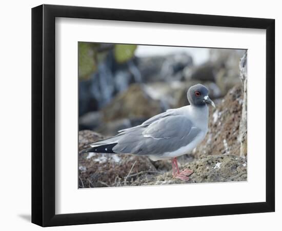 Ecuador, Galapagos Islands, Santa Cruz Island. Brown Pelican Landing-Kevin Oke-Framed Photographic Print