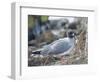 Ecuador, Galapagos Islands, Santa Cruz Island. Brown Pelican Landing-Kevin Oke-Framed Photographic Print