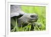 Ecuador, Galapagos Islands, Santa Cruz Island. Brown Pelican-Kevin Oke-Framed Photographic Print