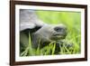 Ecuador, Galapagos Islands, Santa Cruz Island. Brown Pelican-Kevin Oke-Framed Photographic Print