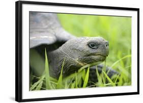 Ecuador, Galapagos Islands, Santa Cruz Island. Brown Pelican-Kevin Oke-Framed Photographic Print