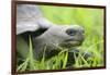 Ecuador, Galapagos Islands, Santa Cruz Island. Brown Pelican-Kevin Oke-Framed Photographic Print