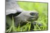 Ecuador, Galapagos Islands, Santa Cruz Island. Brown Pelican-Kevin Oke-Mounted Photographic Print