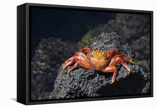 Ecuador, Galapagos Islands, Santa Cruz Island. Sally Lightfoot Crab-Kevin Oke-Framed Stretched Canvas