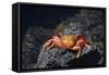 Ecuador, Galapagos Islands, Santa Cruz Island. Sally Lightfoot Crab-Kevin Oke-Framed Stretched Canvas