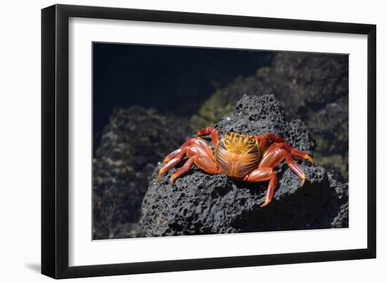 Ecuador, Galapagos Islands, Santa Cruz Island. Sally Lightfoot Crab-Kevin Oke-Framed Photographic Print