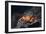 Ecuador, Galapagos Islands, Santa Cruz Island. Sally Lightfoot Crab-Kevin Oke-Framed Photographic Print