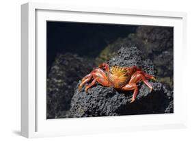 Ecuador, Galapagos Islands, Santa Cruz Island. Sally Lightfoot Crab-Kevin Oke-Framed Photographic Print