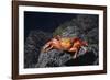 Ecuador, Galapagos Islands, Santa Cruz Island. Sally Lightfoot Crab-Kevin Oke-Framed Photographic Print