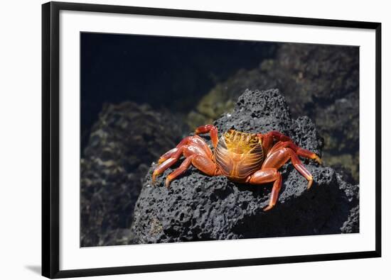 Ecuador, Galapagos Islands, Santa Cruz Island. Sally Lightfoot Crab-Kevin Oke-Framed Photographic Print