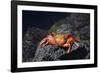 Ecuador, Galapagos Islands, Santa Cruz Island. Sally Lightfoot Crab-Kevin Oke-Framed Photographic Print