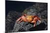 Ecuador, Galapagos Islands, Santa Cruz Island. Sally Lightfoot Crab-Kevin Oke-Mounted Photographic Print