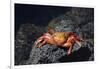 Ecuador, Galapagos Islands, Santa Cruz Island. Sally Lightfoot Crab-Kevin Oke-Framed Photographic Print