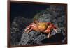 Ecuador, Galapagos Islands, Santa Cruz Island. Sally Lightfoot Crab-Kevin Oke-Framed Photographic Print