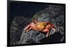 Ecuador, Galapagos Islands, Santa Cruz Island. Sally Lightfoot Crab-Kevin Oke-Framed Photographic Print