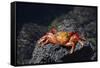 Ecuador, Galapagos Islands, Santa Cruz Island. Sally Lightfoot Crab-Kevin Oke-Framed Stretched Canvas