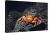 Ecuador, Galapagos Islands, Santa Cruz Island. Sally Lightfoot Crab-Kevin Oke-Stretched Canvas