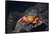 Ecuador, Galapagos Islands, Santa Cruz Island. Sally Lightfoot Crab-Kevin Oke-Framed Stretched Canvas