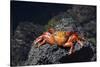 Ecuador, Galapagos Islands, Santa Cruz Island. Sally Lightfoot Crab-Kevin Oke-Stretched Canvas