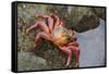 Ecuador, Galapagos Islands, Santa Cruz Island. Sally Lightfoot Crab-Kevin Oke-Framed Stretched Canvas