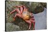 Ecuador, Galapagos Islands, Santa Cruz Island. Sally Lightfoot Crab-Kevin Oke-Stretched Canvas