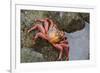 Ecuador, Galapagos Islands, Santa Cruz Island. Sally Lightfoot Crab-Kevin Oke-Framed Photographic Print