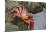 Ecuador, Galapagos Islands, Santa Cruz Island. Sally Lightfoot Crab-Kevin Oke-Mounted Photographic Print