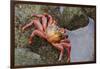 Ecuador, Galapagos Islands, Santa Cruz Island. Sally Lightfoot Crab-Kevin Oke-Framed Photographic Print